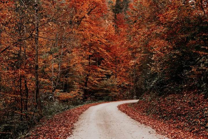 droga w lesie, drzewa z jesiennymi liśćmi. 