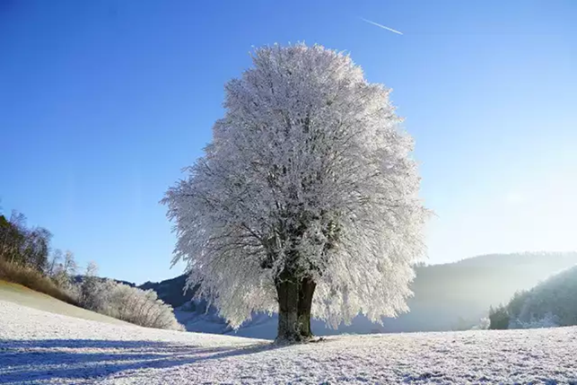 pokryte śniegiem drzewo, samotnie stojące na ośnieżonej łące, w tle widoczne ośnieżone pagórki i ośnieżone krzewy.