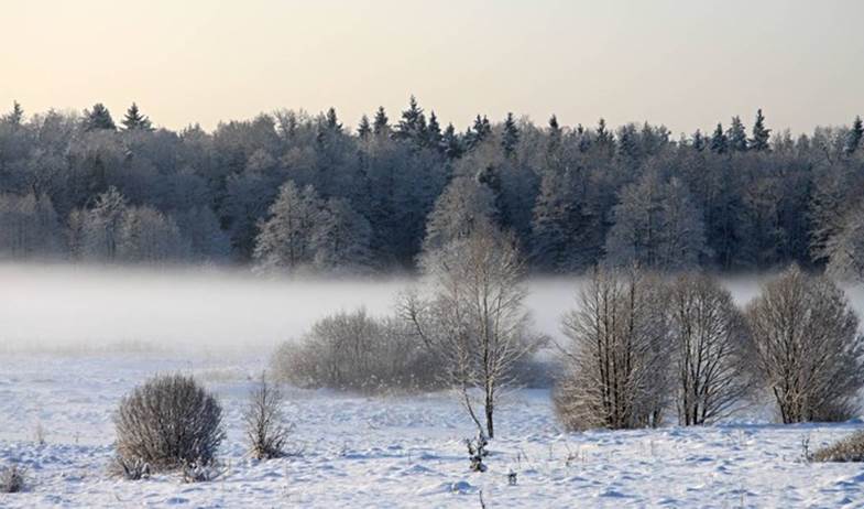 łąka pokryta śniegiem w tle las iglasty, oszronione drzewa