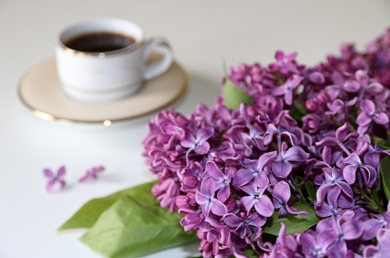 filiżanka kawy i bukiet fioletowych kwiatów bzu