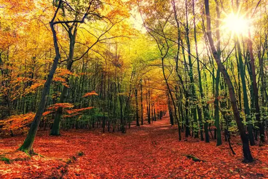 las jesienny, pożółkłe liście na drzewach, opadłe z drzew pomarańczowe i żółte liście 